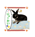 うさぎのりんちゃん（個別スタンプ：16）