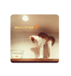 うちのねこ♡♡（個別スタンプ：1）