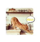 うちのねこ♡♡（個別スタンプ：2）