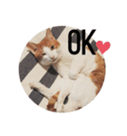うちのねこ♡♡（個別スタンプ：3）