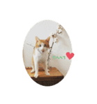 うちのねこ♡♡（個別スタンプ：5）