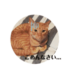 うちのねこ♡♡（個別スタンプ：6）