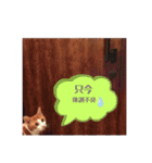 うちのねこ♡♡（個別スタンプ：11）