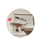 うちのねこ♡♡（個別スタンプ：13）