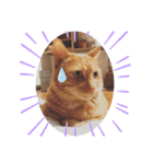 うちのねこ♡♡（個別スタンプ：14）