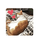 うちのねこ♡♡（個別スタンプ：15）