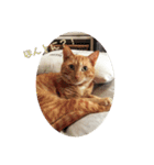 うちのねこ♡♡（個別スタンプ：16）