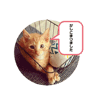 うちのねこ♡♡（個別スタンプ：20）