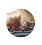 うちのねこ♡♡（個別スタンプ：21）