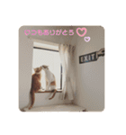 うちのねこ♡♡（個別スタンプ：22）