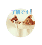 うちのねこ♡♡（個別スタンプ：23）