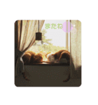 うちのねこ♡♡（個別スタンプ：24）