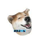 柴犬はなさく（個別スタンプ：1）