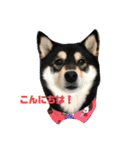 柴犬はなさく（個別スタンプ：2）