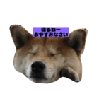 柴犬はなさく（個別スタンプ：3）