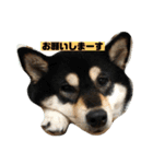 柴犬はなさく（個別スタンプ：4）