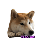 柴犬はなさく（個別スタンプ：5）