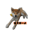 柴犬はなさく（個別スタンプ：6）
