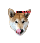柴犬はなさく（個別スタンプ：7）