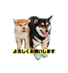 柴犬はなさく（個別スタンプ：8）