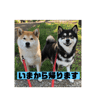 柴犬はなさく（個別スタンプ：9）