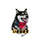 柴犬はなさく（個別スタンプ：10）