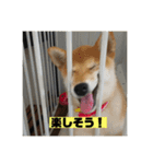 柴犬はなさく（個別スタンプ：11）