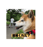 柴犬はなさく（個別スタンプ：12）