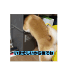 柴犬はなさく（個別スタンプ：13）