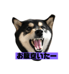 柴犬はなさく（個別スタンプ：14）