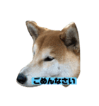 柴犬はなさく（個別スタンプ：16）