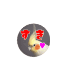 私のかわいいオカメインコ（個別スタンプ：1）