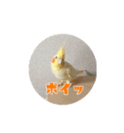 私のかわいいオカメインコ（個別スタンプ：2）