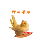 私のかわいいオカメインコ（個別スタンプ：3）