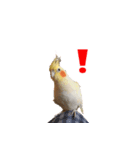 私のかわいいオカメインコ（個別スタンプ：5）