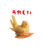 私のかわいいオカメインコ（個別スタンプ：8）