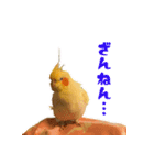 私のかわいいオカメインコ（個別スタンプ：9）