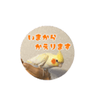 私のかわいいオカメインコ（個別スタンプ：11）