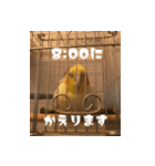 私のかわいいオカメインコ（個別スタンプ：12）