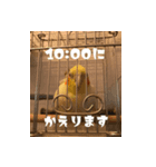 私のかわいいオカメインコ（個別スタンプ：14）