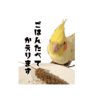 私のかわいいオカメインコ（個別スタンプ：16）