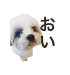 おもちとまる2（個別スタンプ：7）