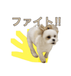 おもちとまる2（個別スタンプ：19）