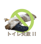 おもちとまる2（個別スタンプ：21）