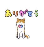 Every Day Dog しば犬 2020（個別スタンプ：4）