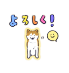 Every Day Dog しば犬 2020（個別スタンプ：9）