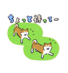 Every Day Dog しば犬 2020（個別スタンプ：11）