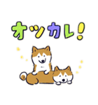 Every Day Dog しば犬 2020（個別スタンプ：21）