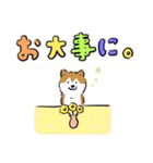 Every Day Dog しば犬 2020（個別スタンプ：25）