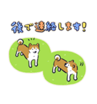 Every Day Dog しば犬 2020（個別スタンプ：26）